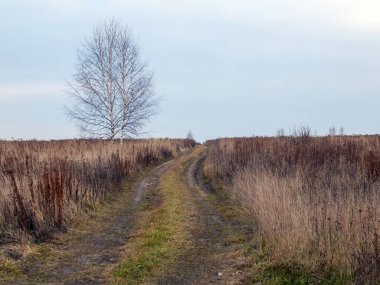 Sonbaharda, bulutlu bir günde tarlada toprak yol.