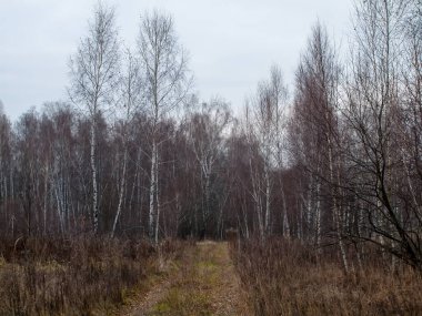 Sonbaharda, bulutlu bir günde tarlada toprak yol.
