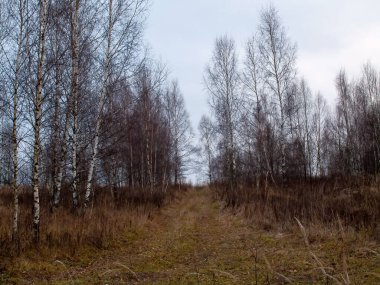 Toprak ve orman Bulutlu havada, sonbaharda