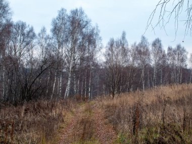 Toprak ve orman Bulutlu havada, sonbaharda