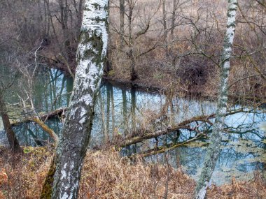 Sonbaharda, bulutlu bir günde, küçük bir orman nehrinin kıyısında.