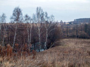 Toprak ve orman Bulutlu havada, sonbaharda