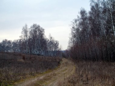 Sonbaharda, bulutlu bir günde tarlada toprak yol.