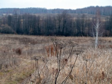 Toprak ve orman Bulutlu havada, sonbaharda