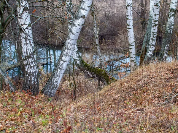 曇りの日の秋に小さな森の川のほとりで — ストック写真