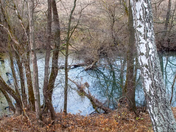 Rive Une Petite Rivière Forestière Par Temps Nuageux Automne — Photo