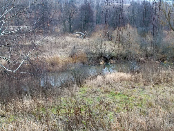 Das Ufer Eines Kleinen Waldflusses Einem Bewölkten Tag Herbst — Stockfoto