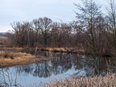 Sonbaharda, bulutlu bir günde, küçük bir orman nehrinin kıyısında.