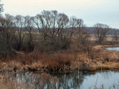 Sonbaharda, bulutlu bir günde, küçük bir orman nehrinin kıyısında.