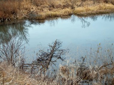 Sonbaharda, bulutlu bir günde, küçük bir orman nehrinin kıyısında.
