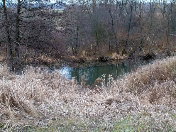 Orilla Pequeño Río Forestal Día Nublado Otoño — Foto de Stock