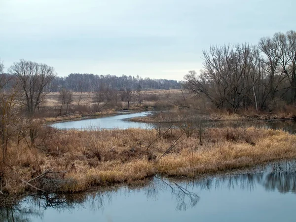 Rive Une Petite Rivière Forestière Par Temps Nuageux Automne — Photo