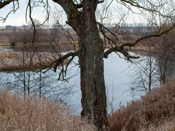 Rive Une Petite Rivière Forestière Par Temps Nuageux Automne — Photo