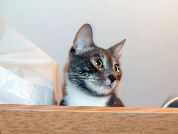 Pisică Tânără Stă Dulap Într Cameră — Fotografie, imagine de stoc