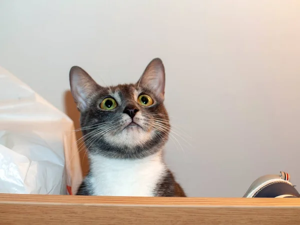 Eine Junge Katze Sitzt Auf Einem Schrank Einem Raum — Stockfoto