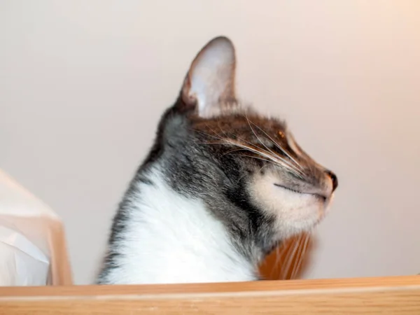 Egy Fiatal Macska Szekrényen Egy Szobában — Stock Fotó