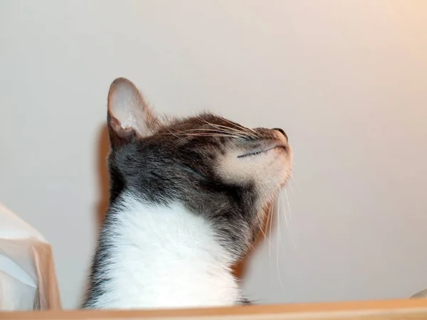 Eine Junge Katze Sitzt Auf Einem Schrank Einem Raum — Stockfoto