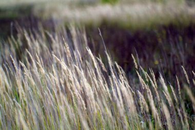 Gökyüzüne karşı çimen, yaz