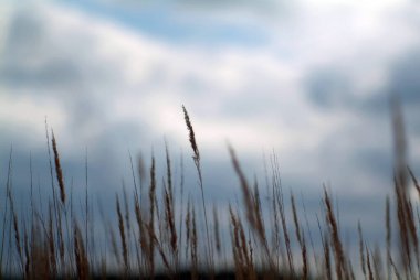 Gökyüzüne karşı çimen, yaz