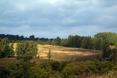 huş ağacı ormanı bulutlu bir günde, yazın
