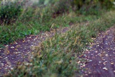 Yazın, tarlanın kenarındaki toprak yolda.