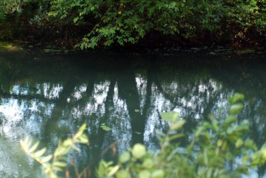 Yazın, ormanda küçük bir nehir.