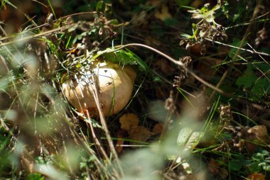 Mantar yazın, ormandaki çimlerde yetişir.
