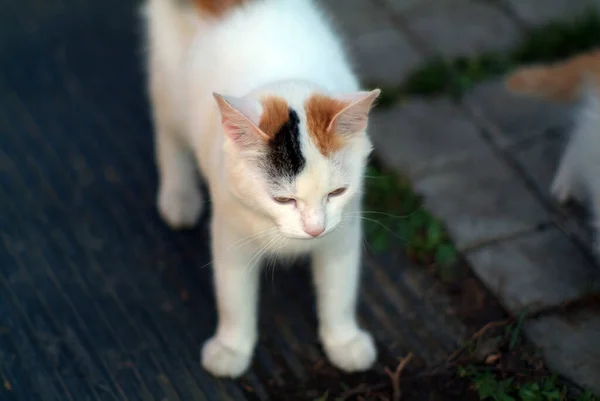 Pequeno Gato Quintal Uma Casa Rural Verão — Fotografia de Stock