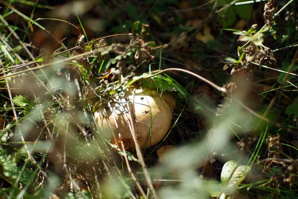 Cogumelo Cresce Grama Floresta Verão — Fotografia de Stock