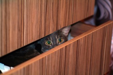 Kedi çekmecenin çekmecesinde, odada oturuyor.