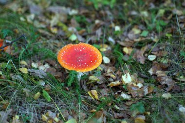 Sonbaharda çimlerin üzerinde küçük kırmızı bir sinek.