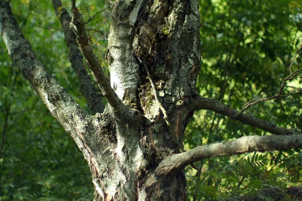 Huş Ağacı Ormanı Bulutlu Bir Günde Yazın — Stok fotoğraf