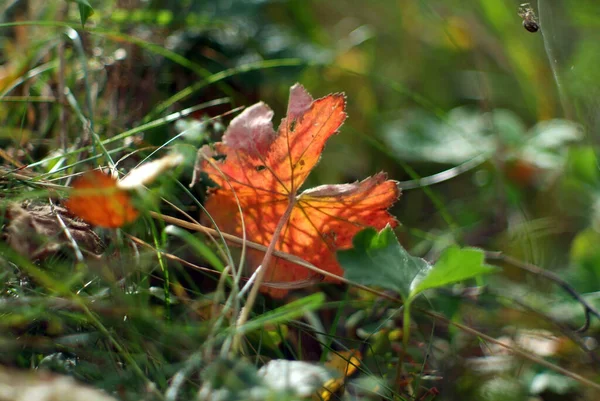 Ein Rotes Blatt Liegt Herbst Gras — Stockfoto