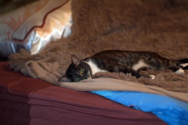 Μια Νεαρή Γάτα Ξαπλώνει Στο Κρεβάτι Στο Δωμάτιο — Φωτογραφία Αρχείου