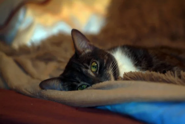 Egy Fiatal Macska Fekszik Ágyon Szobában — Stock Fotó