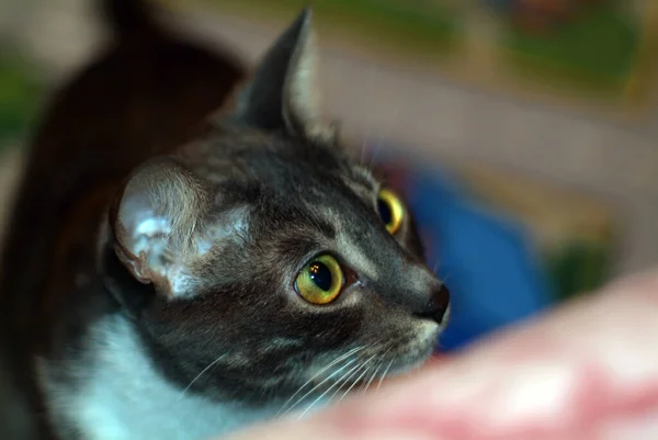 Egy Fiatal Macska Fekszik Ágyon Szobában — Stock Fotó