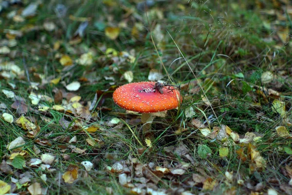 Liten Röd Fluga Agarisk Gräset Hösten — Stockfoto