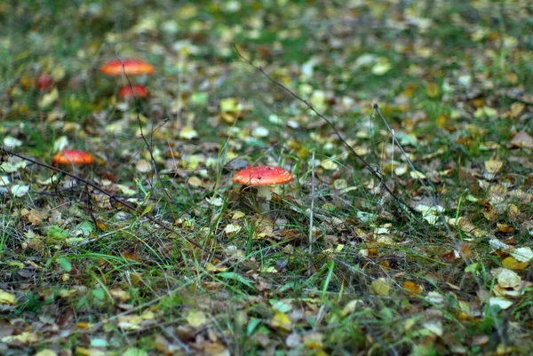 秋になると草の中の小さな赤いハエの獣が — ストック写真
