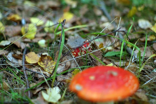 Kleine Rote Fliegenpilze Gras Herbst — Stockfoto