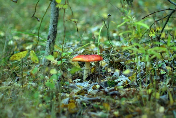 Маленька Червона Муха Агаристка Траві Восени — стокове фото