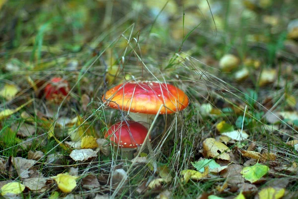 Kleine Rote Fliegenpilze Gras Herbst — Stockfoto