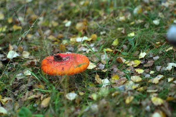 Mała Czerwona Mucha Agaric Trawie Jesienią — Zdjęcie stockowe