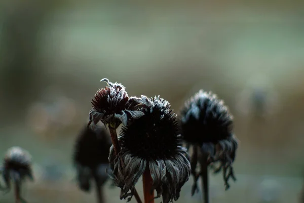 Fleurs Couvertes Gel Dans Jardin Matin Automne — Photo