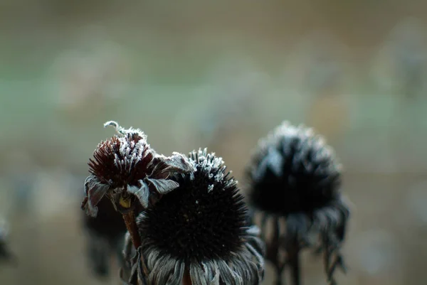 Fiori Ricoperti Gelo Giardino Mattino Autunno — Foto Stock