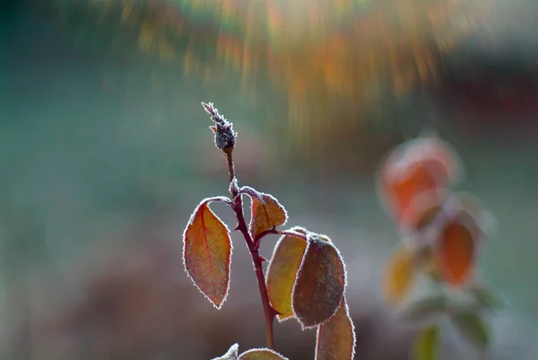 Sonbaharda Sabah Bahçede Karla Kaplı Çiçekler — Stok fotoğraf