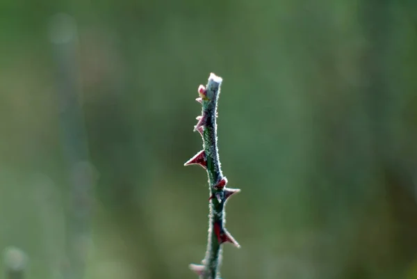 Blommor Täckta Med Frost Trädgården Morgonen Hösten — Stockfoto