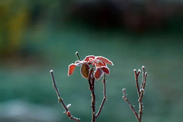 Sonbaharda Sabah Bahçede Karla Kaplı Çiçekler — Stok fotoğraf