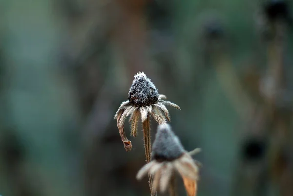 Flores Cubiertas Heladas Jardín Por Mañana Otoño —  Fotos de Stock