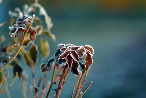 Bloemen Bedekt Met Vorst Tuin Ochtend Herfst — Stockfoto