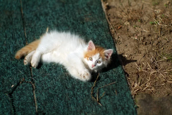 Маленький Пухнастий Кошеня Лежить Землі Селі — стокове фото